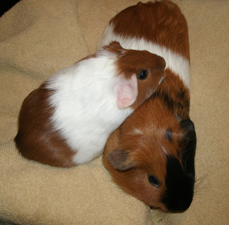 momma_is_best_pillow_by_madforhatters-d68vl8j.jpg