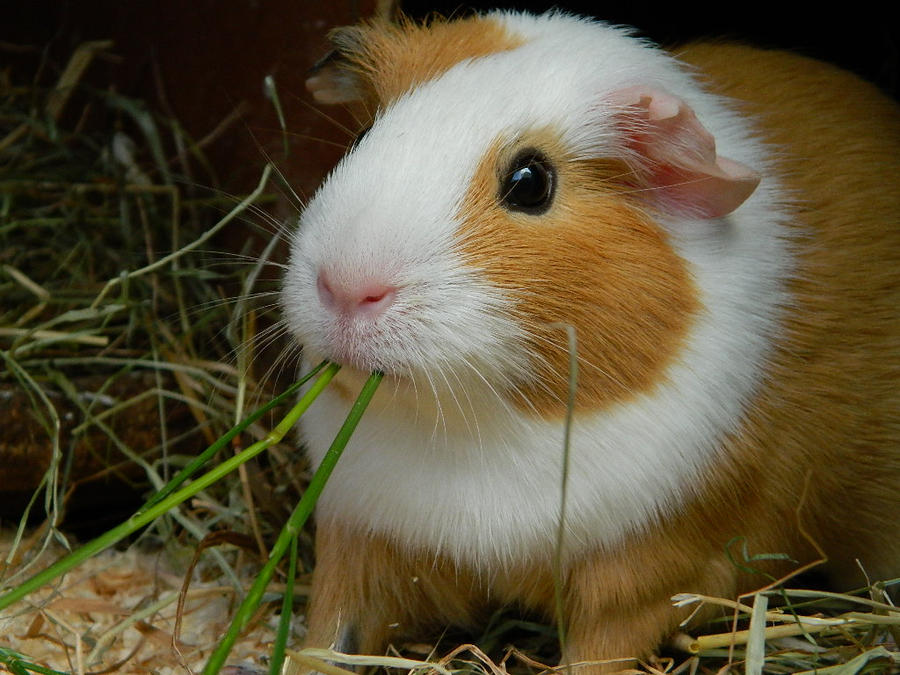 new_guinea_pig__by_saffie_chan-d5cy5l8.jpg