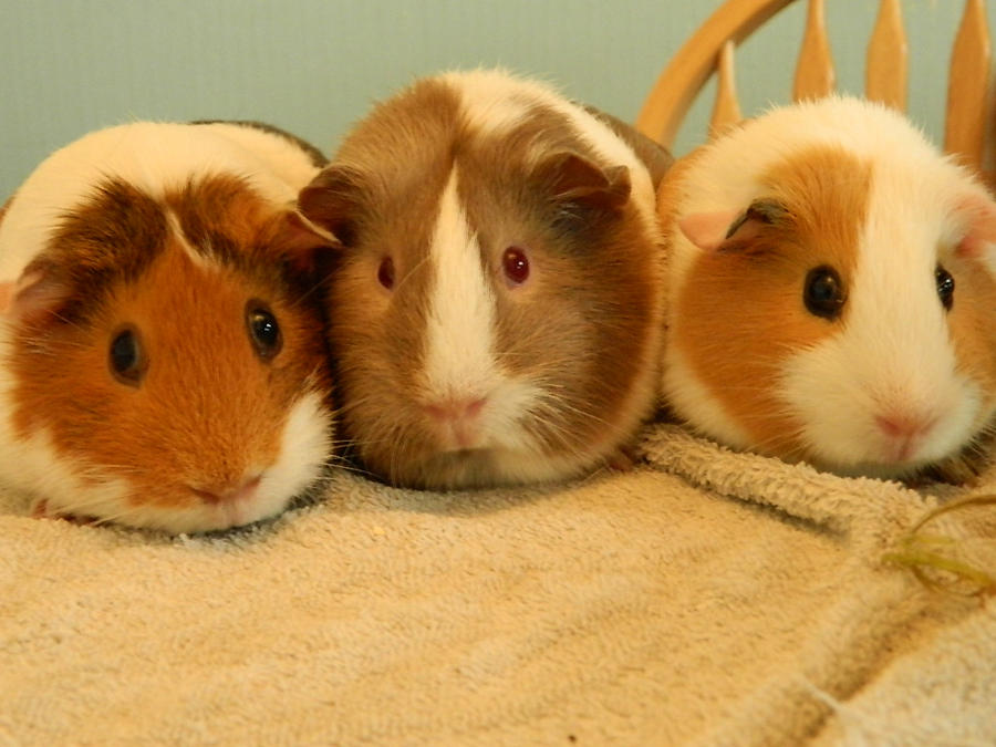 my_3_youngest_piggies_by_saffie_chan-d5cyaeq.jpg