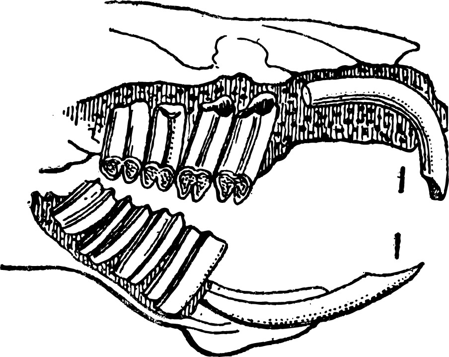 guinea%20pig%20teeth.jpg