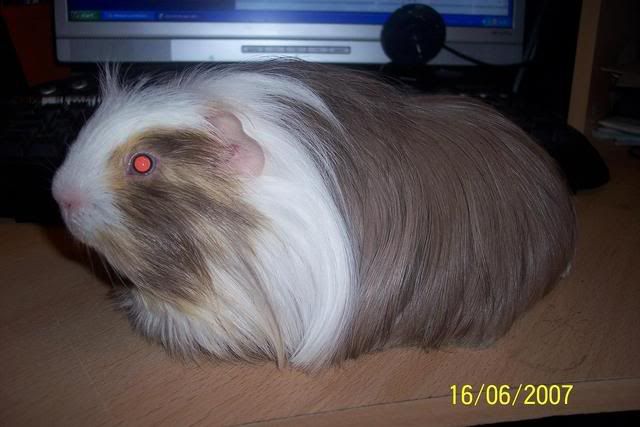 I M Thinking Of Giving My Sheltie A Haircut The Guinea Pig Forum