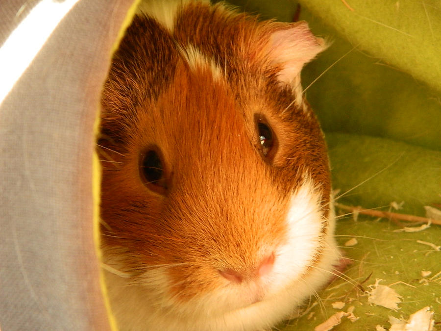 poppy_in_the_snuggle_sac_by_saffie_chan-d5e40if.jpg