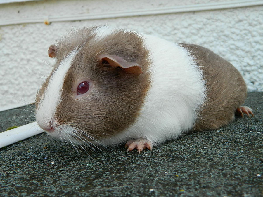 ella_the_guinea_pig_2_by_saffie_chan-d4ydzfw.jpg