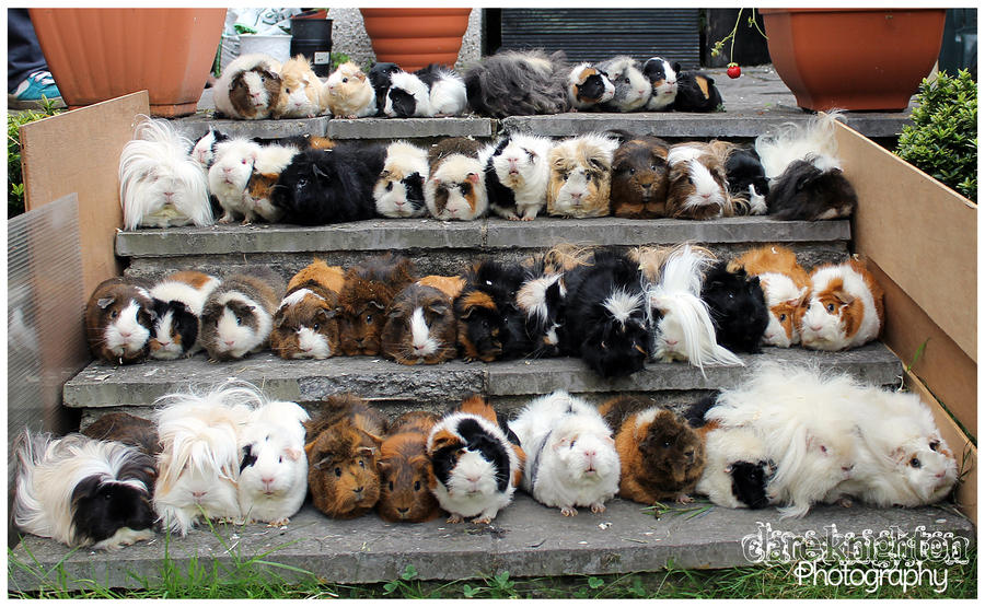 48_guinea_pigs__by_clerdy-d5dem2u.jpg