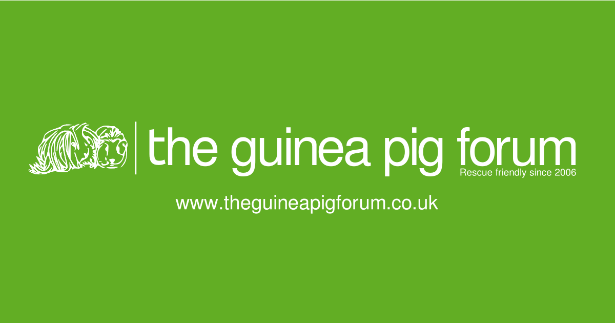 (c) Theguineapigforum.co.uk